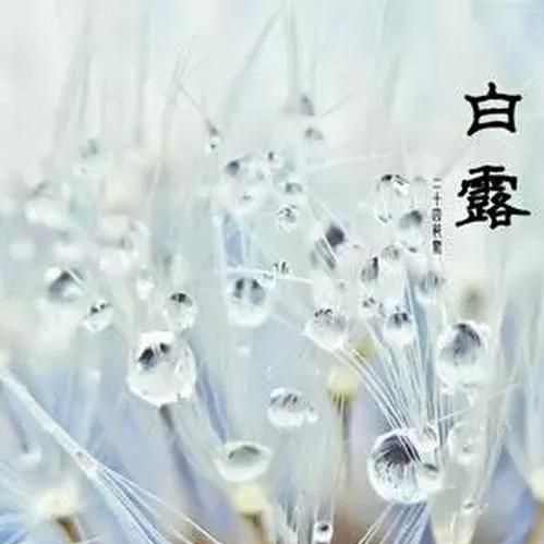 ホワイトデュー